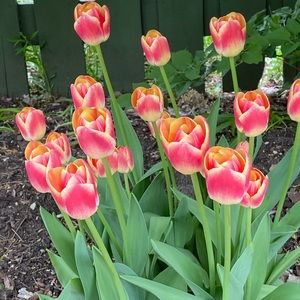 Meet your Posher, Michele